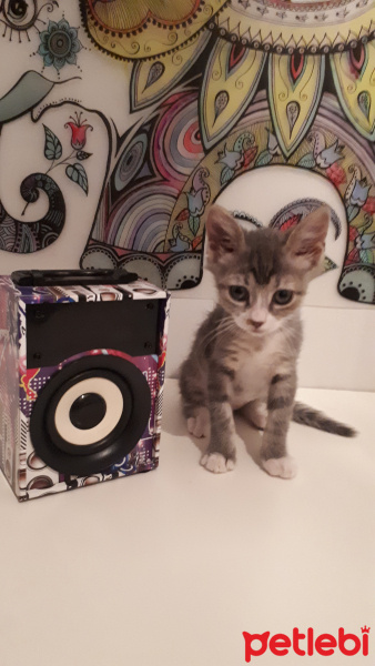 Soke, Kedi  Gölge fotoğrafı