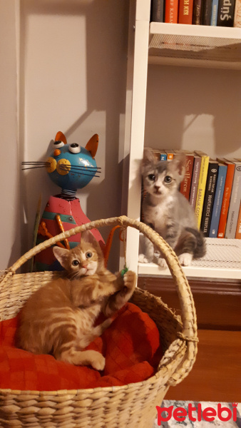 Soke, Kedi  Gölge fotoğrafı