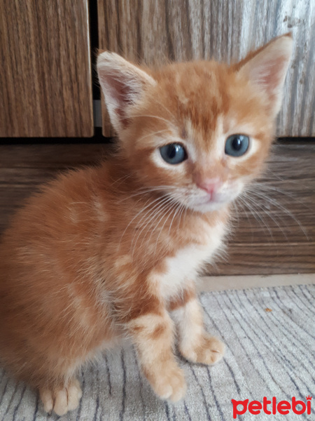 Sarman, Kedi  Güneş fotoğrafı