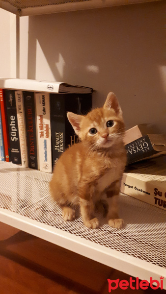 Sarman, Kedi  Güneş fotoğrafı