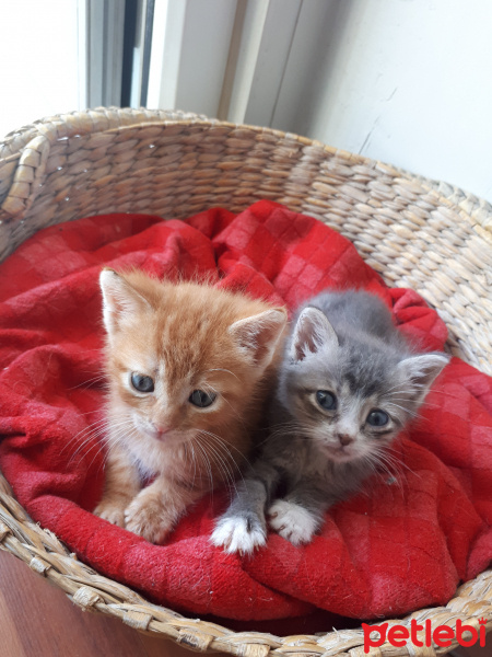 Sarman, Kedi  Güneş fotoğrafı