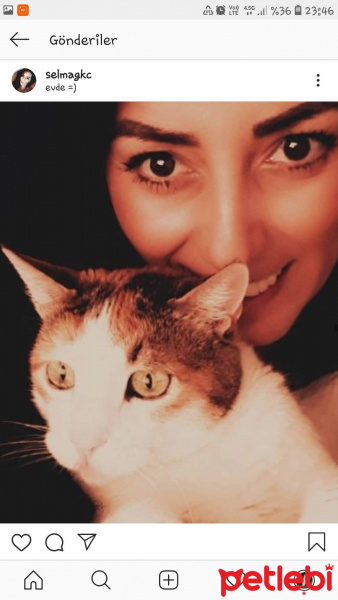 Soke, Kedi  Badem fotoğrafı