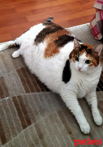 Soke, Kedi  Badem fotoğrafı