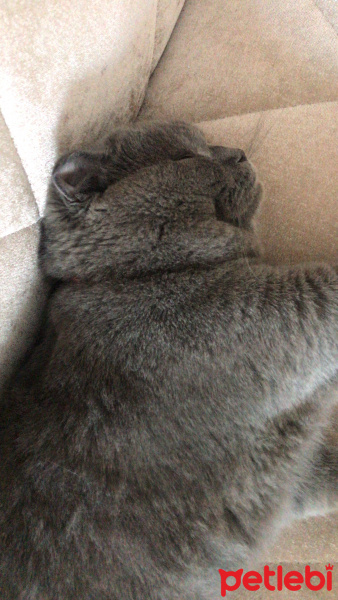 Scottish Fold, Kedi  Badem fotoğrafı