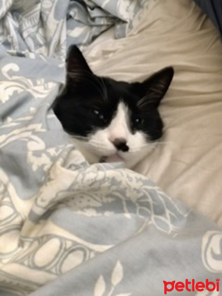 Tuxedo (Smokin) Kedi, Kedi  Mia fotoğrafı