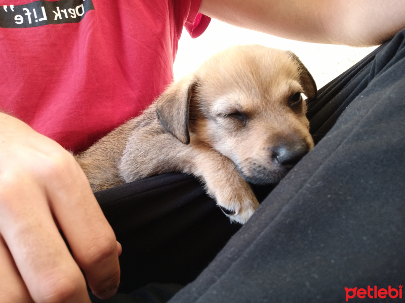 Golden Retriever, Köpek  Cookie fotoğrafı
