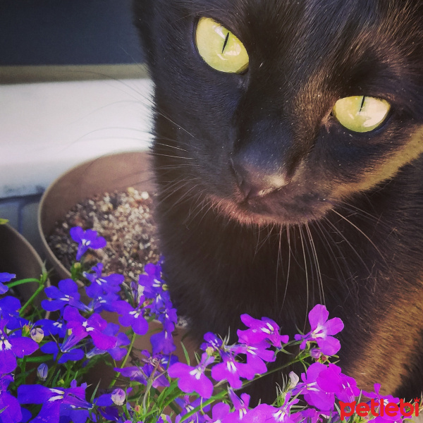 Tekir Kedi, Kedi  Pina fotoğrafı