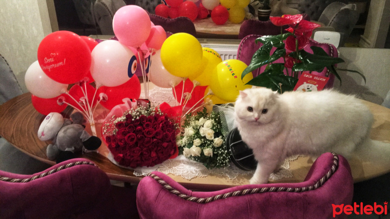Scottish Fold, Kedi  Leon fotoğrafı
