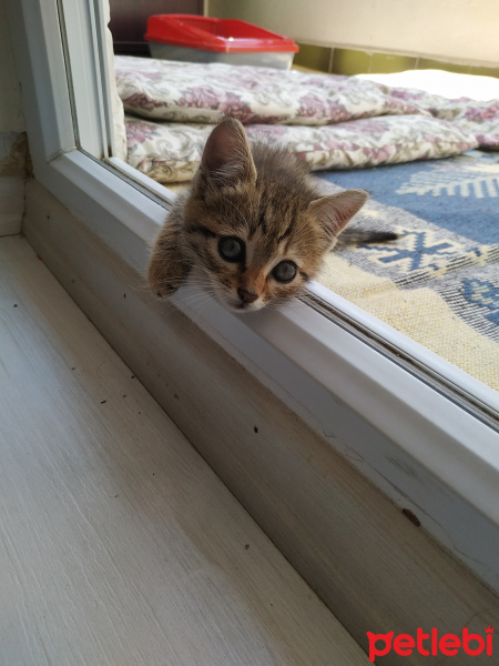 Tekir Kedi, Kedi  kerata fotoğrafı