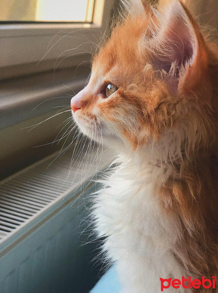 Sarman, Kedi  Simba fotoğrafı