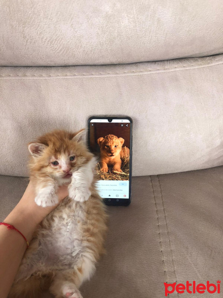 Sarman, Kedi  Simba fotoğrafı
