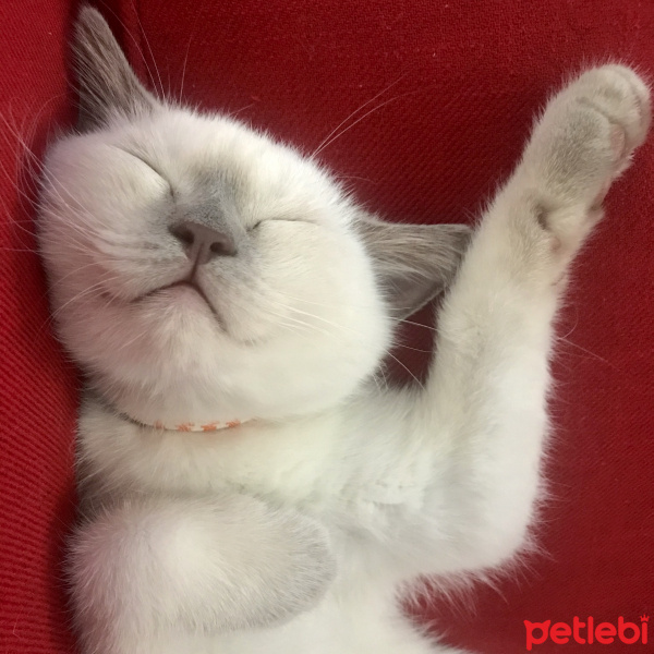 British Shorthair, Kedi  Odin fotoğrafı