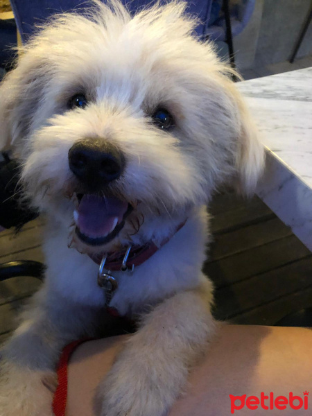 West Highland White Terrier, Köpek  Duffy fotoğrafı