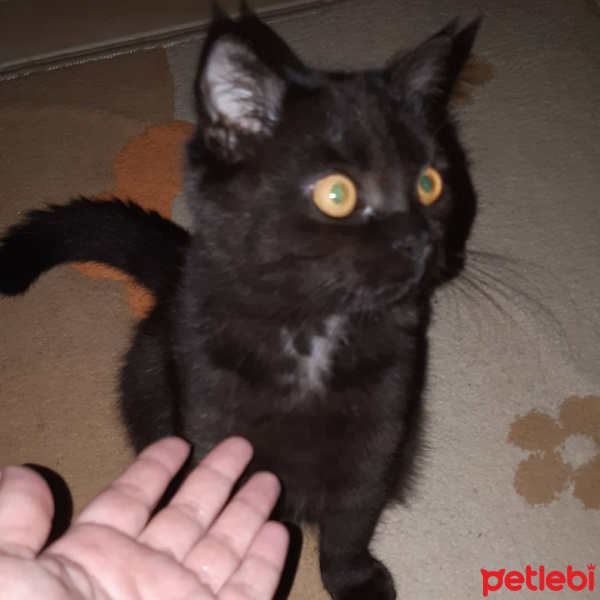 British Shorthair, Kedi  Jessy fotoğrafı