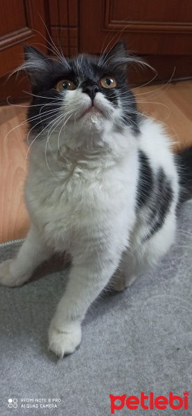 Soke, Kedi  miya fotoğrafı