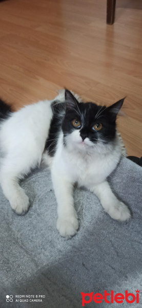 Soke, Kedi  miya fotoğrafı