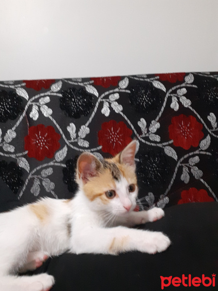 Tekir Kedi, Kedi  Khalesi fotoğrafı