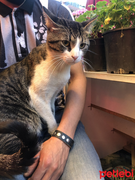 Tekir Kedi, Kedi  Adı yok fotoğrafı