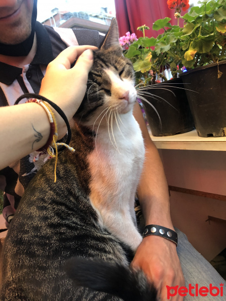 Tekir Kedi, Kedi  Adı yok fotoğrafı