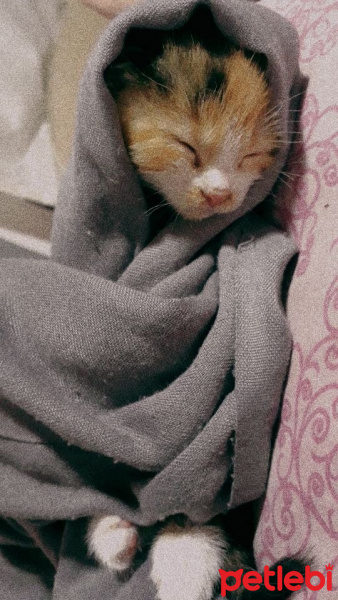 Tekir Kedi, Kedi  Tulpar fotoğrafı