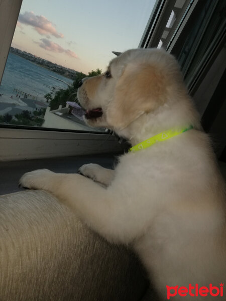 Golden Retriever, Köpek  Venüs fotoğrafı