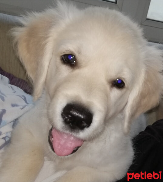 Golden Retriever, Köpek  Venüs fotoğrafı