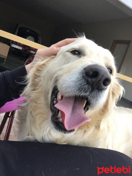 Golden Retriever, Köpek  Paşa fotoğrafı