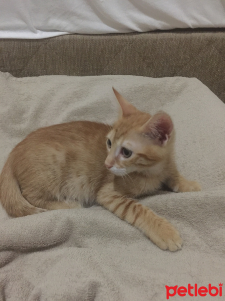 Tekir Kedi, Kedi  sarı fotoğrafı