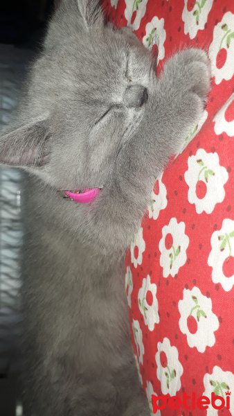 British Shorthair, Kedi  Maya fotoğrafı