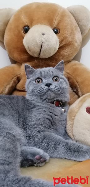 British Shorthair, Kedi  Gölge fotoğrafı