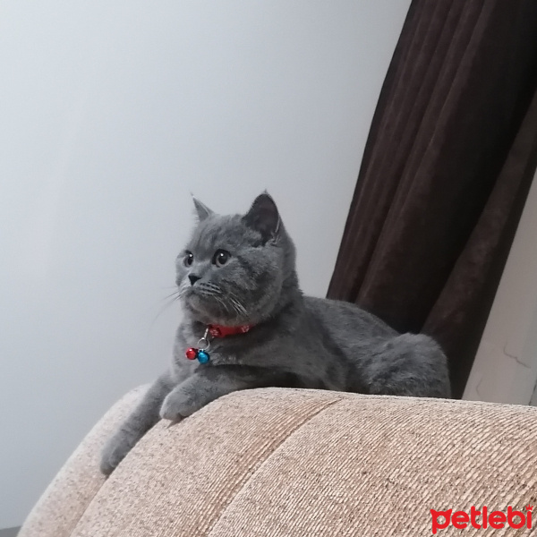 British Shorthair, Kedi  Gölge fotoğrafı