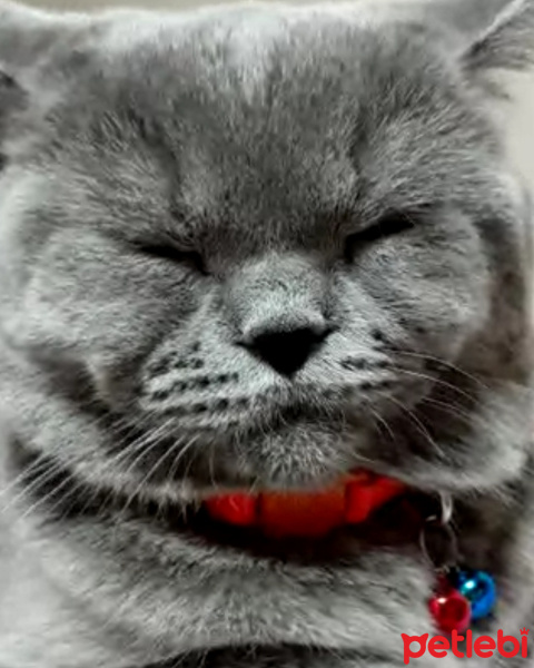 British Shorthair, Kedi  Gölge fotoğrafı