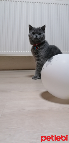 British Shorthair, Kedi  Gölge fotoğrafı