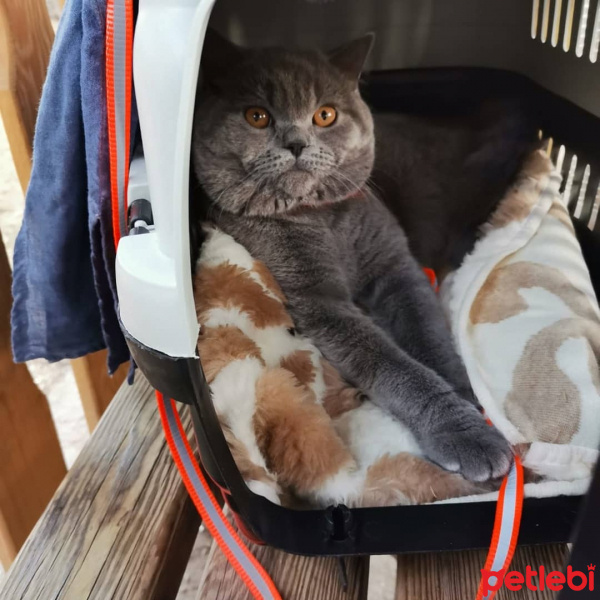 British Shorthair, Kedi  Gölge fotoğrafı