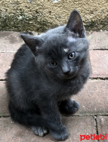 British Shorthair, Kedi  Bal fotoğrafı