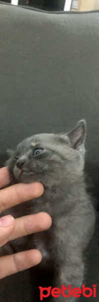 British Shorthair, Kedi  Bal fotoğrafı