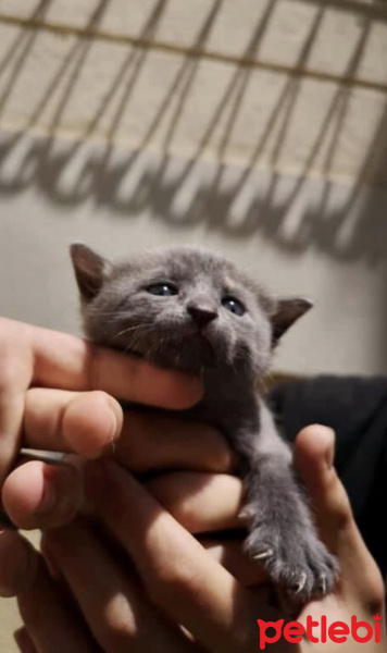 British Shorthair, Kedi  Bal fotoğrafı