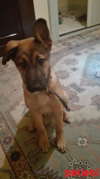 Alman Çoban Köpeği, Köpek  Ponçik fotoğrafı