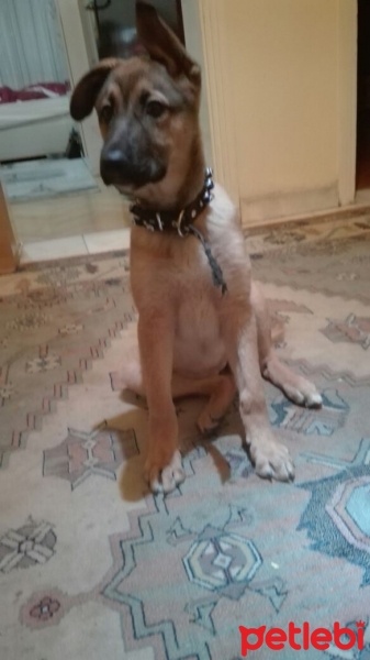 Alman Çoban Köpeği, Köpek  Ponçik fotoğrafı