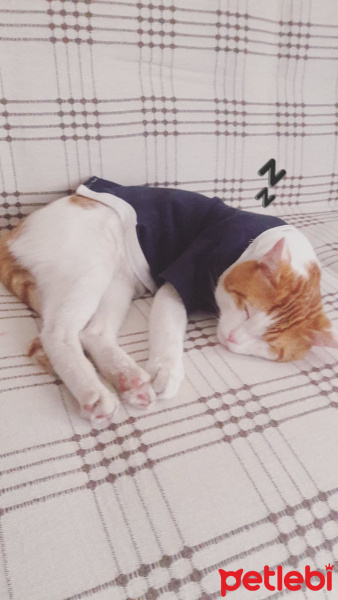 Tekir Kedi, Kedi  Karamel fotoğrafı