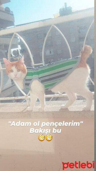 Tekir Kedi, Kedi  Karamel fotoğrafı