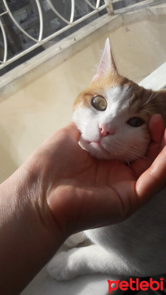 Tekir Kedi, Kedi  Karamel fotoğrafı