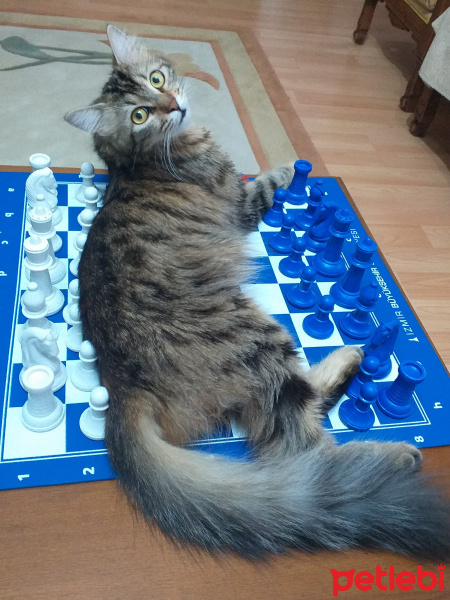 Tekir Kedi, Kedi  ŞEKER fotoğrafı