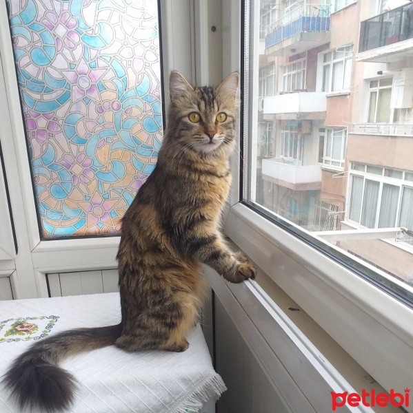 Tekir Kedi, Kedi  ŞEKER fotoğrafı