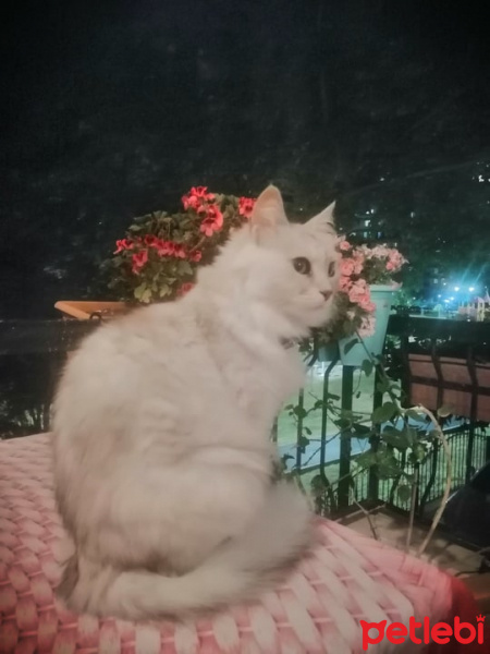 Chinchilla, Kedi  Lena fotoğrafı