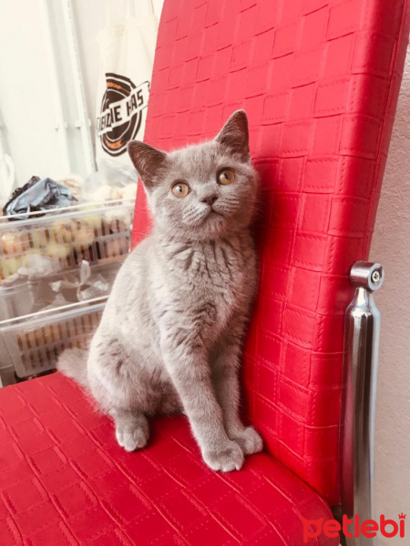 British Shorthair, Kedi  Çiko fotoğrafı