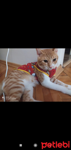 Sarman, Kedi  Badem fotoğrafı