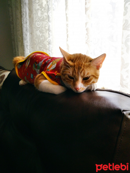 Sarman, Kedi  Badem fotoğrafı