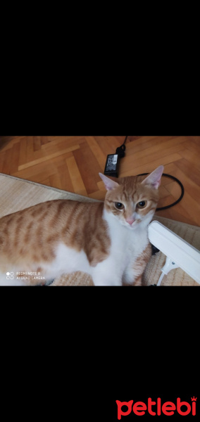 Sarman, Kedi  Badem fotoğrafı