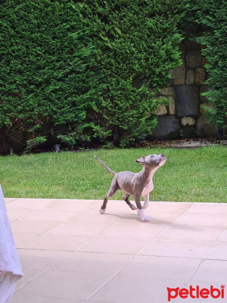 Amerikan Staffordshire Terrier, Köpek  Sky fotoğrafı